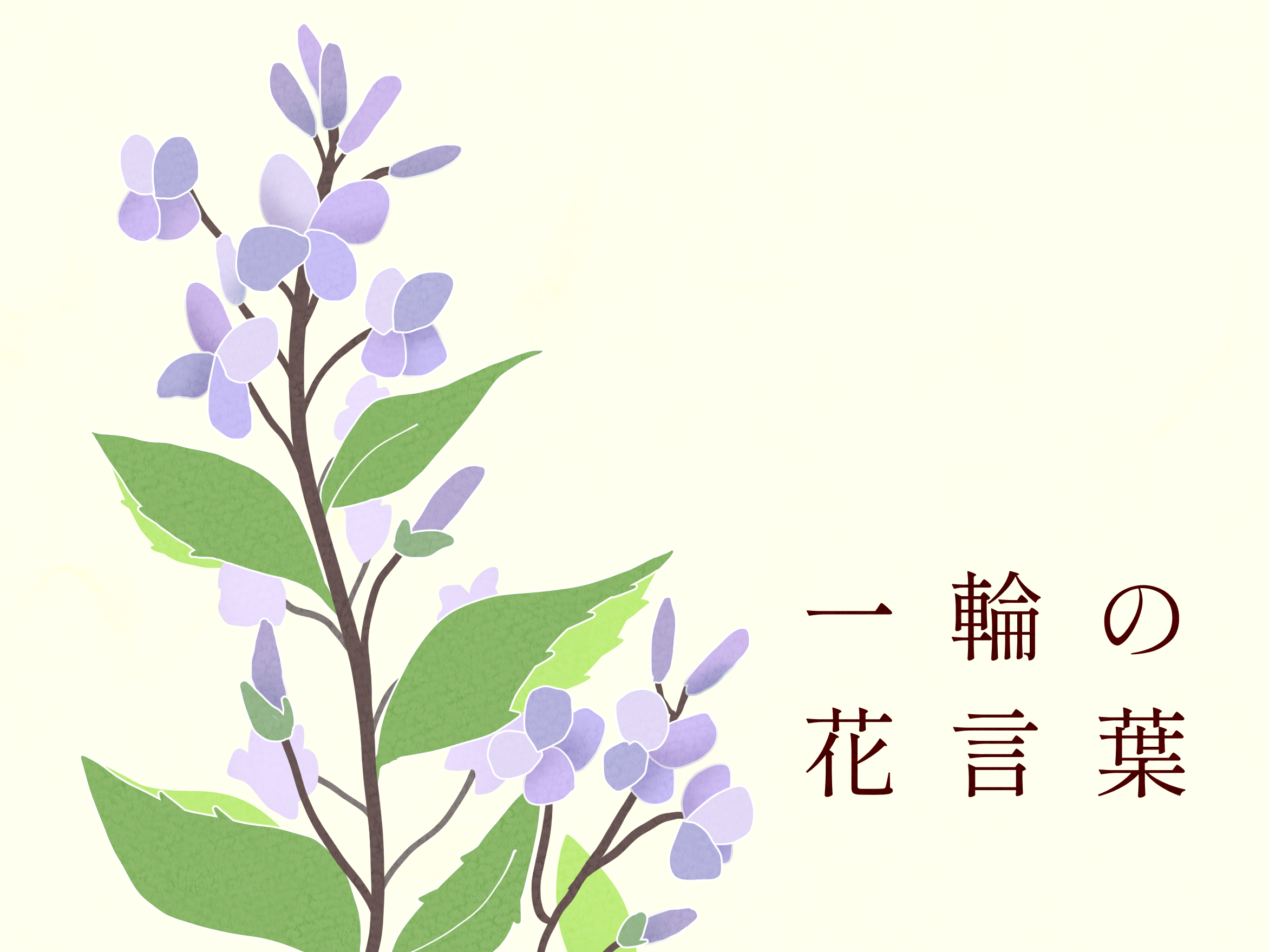 【一輪の花言葉】聡明